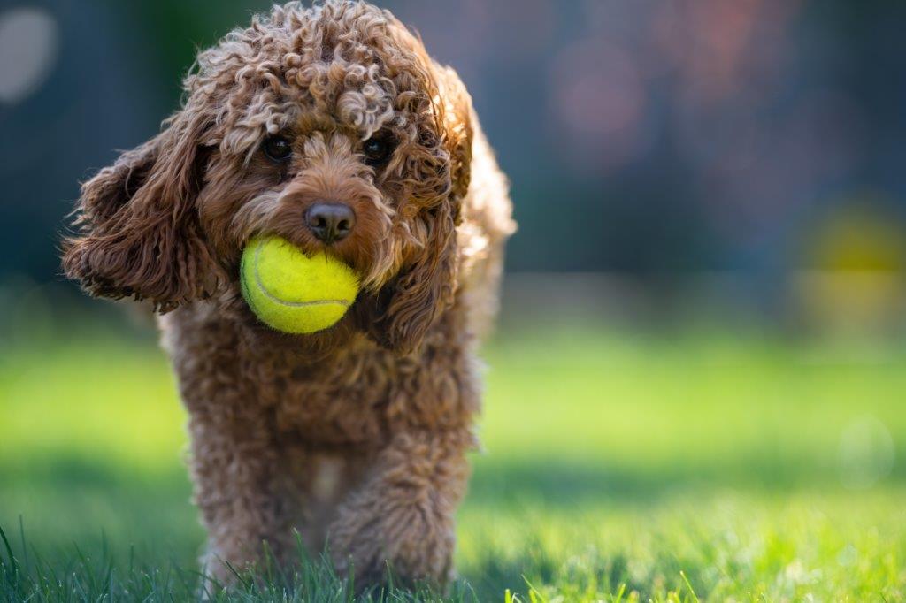 Pet places são tendência no setor imobiliário